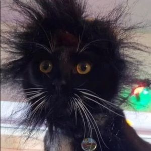 Meet your Posher, Savannah